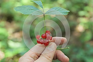 Fingers hold a green branch with a leaf and red wild berries rubus saxatilis