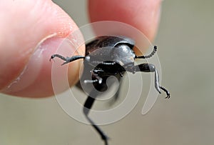 The black beetle