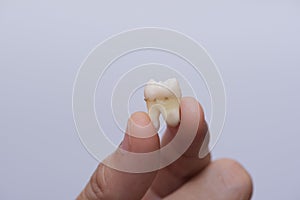 Fingers holding extracted wisdom tooth