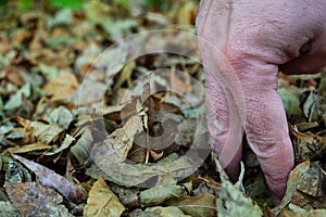 Fingers imitating legs stand in dry autumn foliage