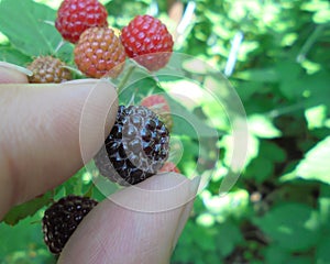 Fingers pluck a ripe black blackberry