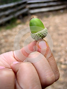 Fingers of small boy holding green acorn