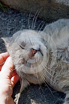 Fingers stroking the head of a gray beautiful cat