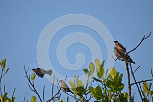 Finges on the tree birds of group