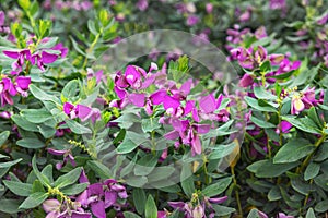 The finial Polygala myrtifolia - distinctive flowers in violet photo
