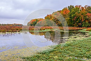 Finis Pool autumn foliage scenery view.Bombay Hook NWR.Delaware.USA