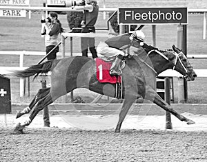 Life in Shambles Winning Racehorse at Belmont Park