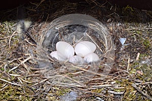 Finished nest of black redstart (Phoenicurus ochruros) with five eggs in a mailbox in spring 2018