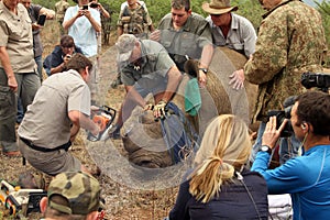 Finishing dehorning of large rhino after been darted