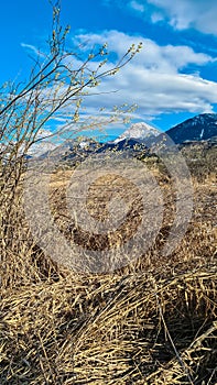 Finkenstein - Pussy willow branch with scenic view of snow capped mountain peak Mittagskogel, Karawanks, Carinthia, Austria