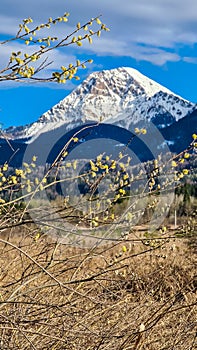 Finkenstein - Pussy willow branch with scenic view of snow capped mountain peak Mittagskogel, Karawanks, Carinthia, Austria