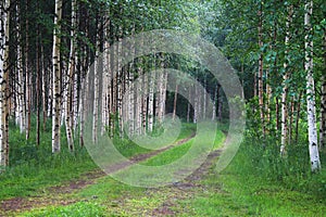 Finland: Through the birch forest photo