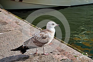 Finland. Bird on the pier in Helsinki. September 16, 2018