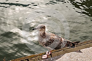 Finland. Bird on the pier in Helsinki. September 16, 2018