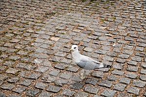 Finland. Bird on the pier in Helsinki. September 16, 2018