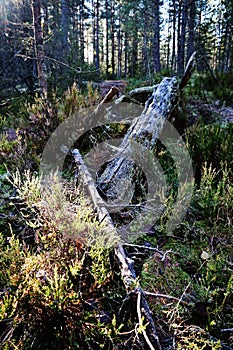 Finland: Forest in autumn