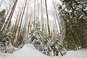 Finland Forest in winter