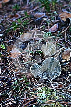 Finland: Frosty leaves in autumn