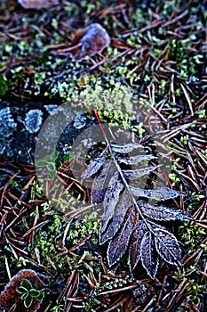 Finland: Frosty leaves in autumn