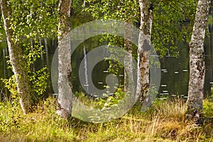 Finland landscape with birch forest and lake. Finnish background