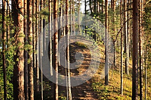Finland: Pine forest