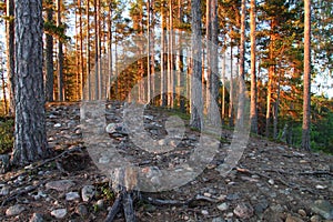 Finland: Pine forest