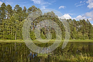 Finland sunny landscape with forest and lake. Finnish nature