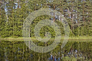 Finland sunny landscape with forest and lake. Finnish nature