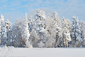 Finland. Very beautiful park with snow-covered trees photo