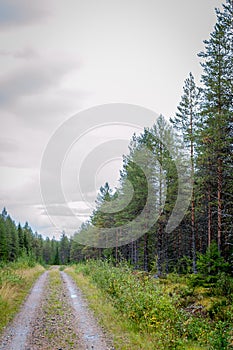 Finland. View of a scenic road passing through a forest. Beautiful Scandinavian landscape