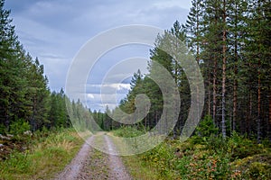 Finland. View of a scenic road passing through a forest. Beautiful Scandinavian landscape