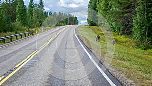 Finland. View of a scenic road passing through a forest. Beautiful Scandinavian landscape. Deer cross the road