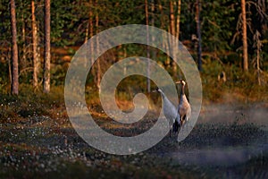 Finland wildlife. Common Crane, Grus grus, pair big bird in the nature habitat, Kuhmo, Finland. Wildlife scene from Europe. Grey