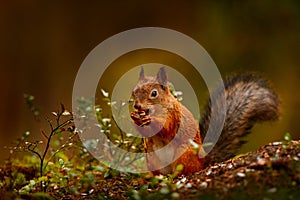 Finland wildlife. Cute red squirrel with long pointed ears eats a nut in autumn orange scene with nice deciduous forest in the