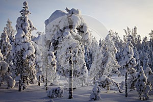 Finland: Winter in a forest