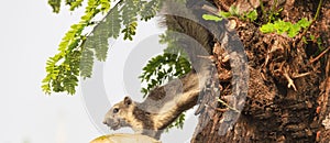 Finlayson\'s squirrel (Callosciurus finlaysonii) holds