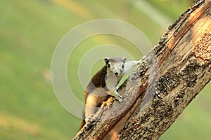 Squirrel on a tree