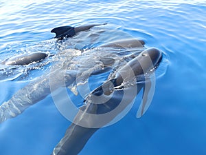 Finned pilot whales at the surface of the sea