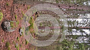 Finnish coniferous forest with pine and spruce trees and big mossy rocks, stones or boulders. The ground is brown and covered in