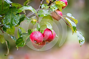 Finnish domestic apples