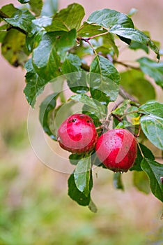 Finnish domestic apples