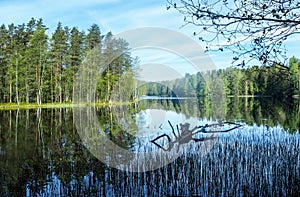 Lake in the finnish forest in summer