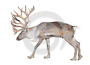 Finnish forest reindeer isolated on white background.