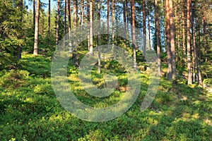 Finnish forest at summer photo