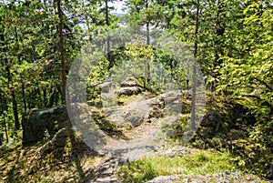 Finnish Forest