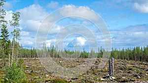 Finnish forest. A territory with cut down trees prepared for planting a young forest