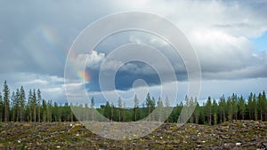 Finnish forest. A territory with cut down trees prepared for planting a young forest. Rainbow