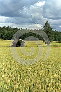 Finnish grain field