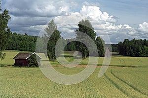 Finnish grain fields