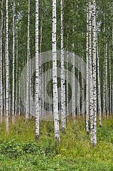 Finnish landscape with birch forest . Finland nature wilderness